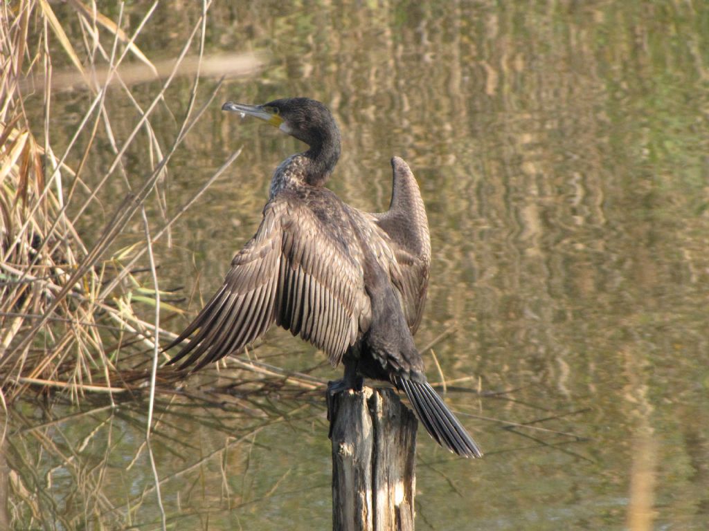 Giovane cormorano